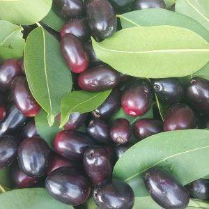 Kala Jamun