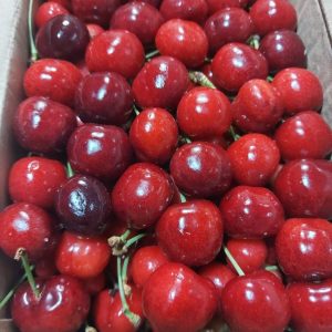 Fresh Cherries