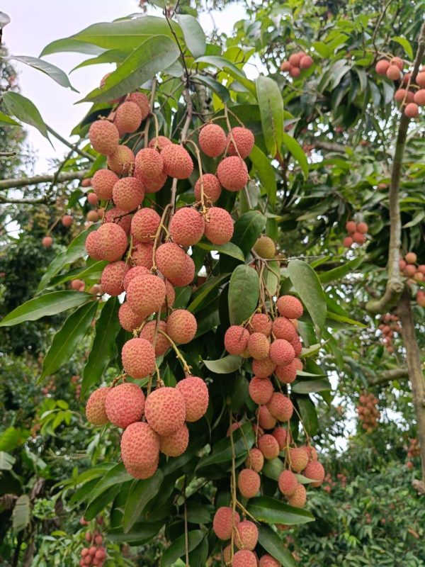 Organic Shahi Litchi - Image 2