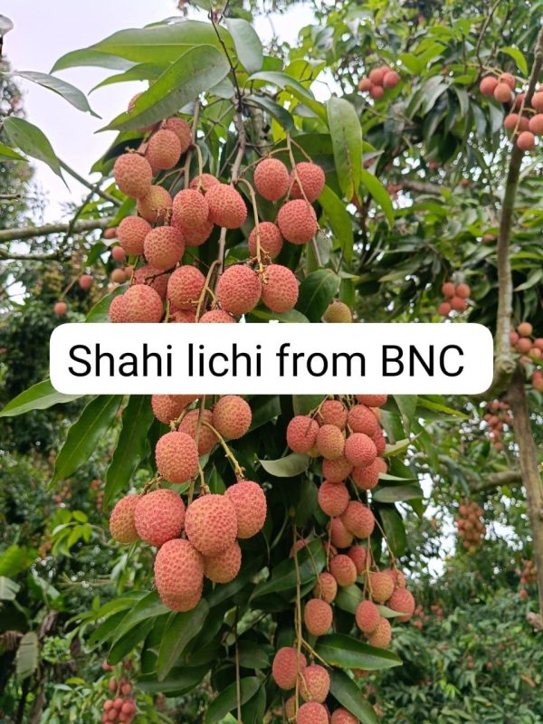 Organic Shahi Litchi - Image 3
