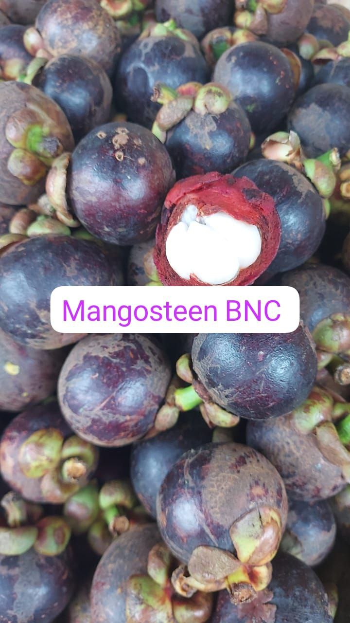 Mangosteen 500 gms